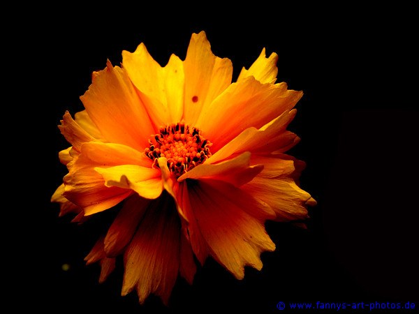 Gelborangene Blume