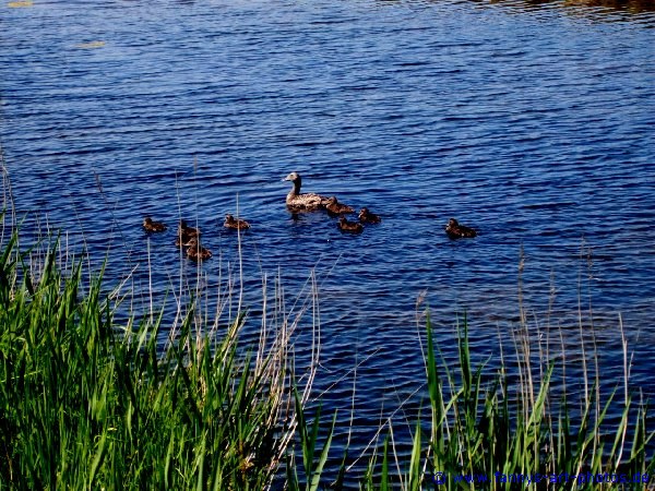 die kleine Entenfamilie auf dem Wasser 