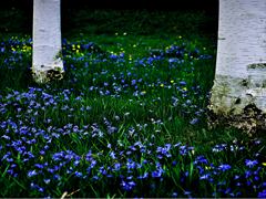 Blaue Blumenwiese mit Birken, Sommerhofenpark Sindelfingen
