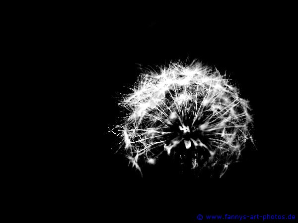 Pusteblume