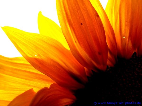 Sonnenblume