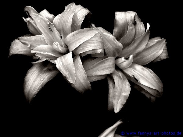 Blume in schwarz wei