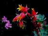 Bunte Blumen