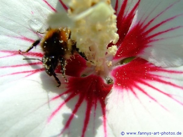 Eine Biene auf Nahrungssuche