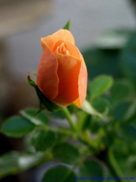 Rose im Garten
