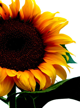 Sonnenblume in voller Pracht