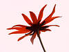 rote Blume