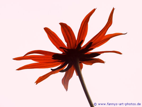 Rote Blume