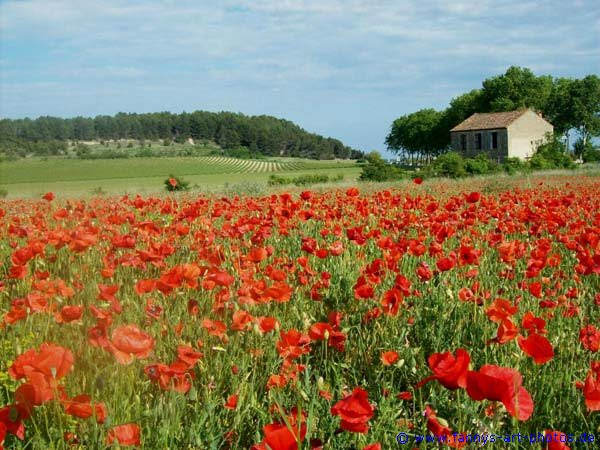 Mohnfeld in Sdfrankreich