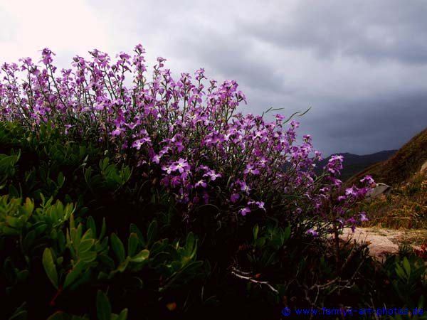 Blumen am Strand in Korsika