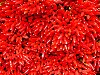 Chilli