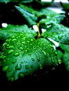 Rosenblatt mit Regentropfen