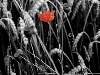 Mohnblume im Weizenfeld