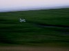 Vogel im Flug