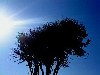 Baum im blauem Himmel