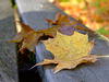 Heruntergefallenes Herbstlaub