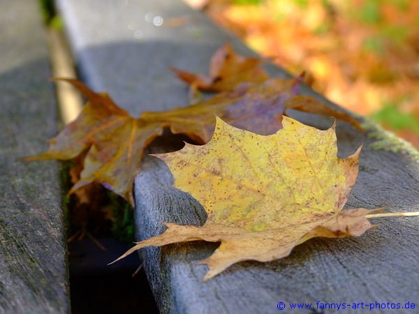 Heruntergefallenes Herbstlaub