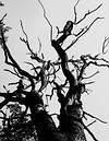 Baum ohne Blätter