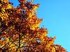 Herbstliche Blätterpracht