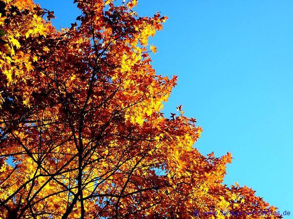 Herbstliche Bltterpracht