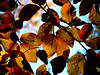 Blätter im Herbst
