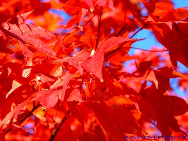 Rote Bltter des Fcherahorns