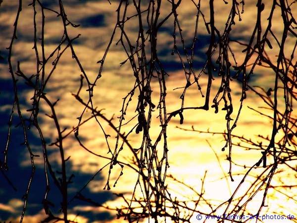 vereistes Lichtspiel der Bäume