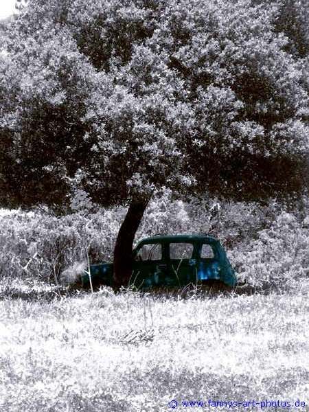 Auto unter einem Baum