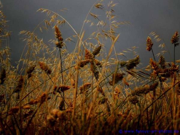 Getreidefeld im Sommer