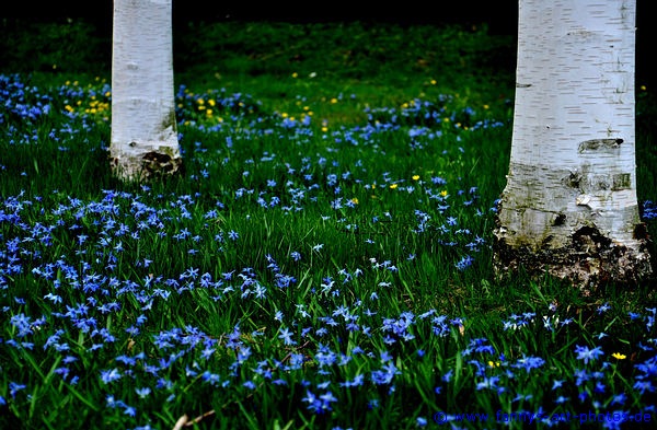 Blaue Blumen Pracht