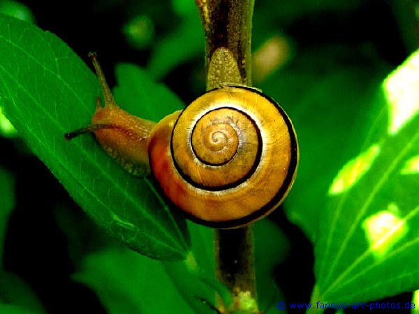 die kleine Schnecke in der groen weiten Welt 