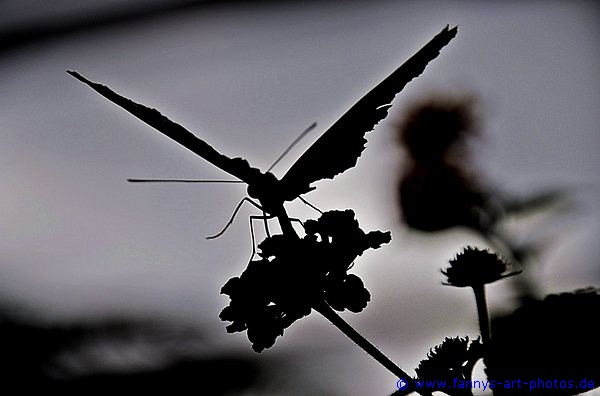 Schmetterling gegen die Sonne 