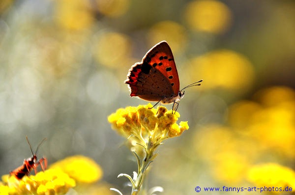 Schmetterling