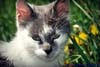 Katzen im Blumenfeld