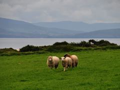Schafe im ring of kerry, Irland