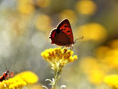 Schmetterling